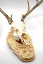 Load image into Gallery viewer, Whitetail Deer Taxidermy Euro Plaque - Boho Style