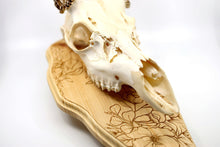 Load image into Gallery viewer, Whitetail Deer Taxidermy Euro Plaque - Boho Style
