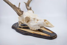 Load image into Gallery viewer, Whitetail Deer Taxidermy Euro Plaque - Carved OHIO Flag - OHIO Flag - Rustic Flag